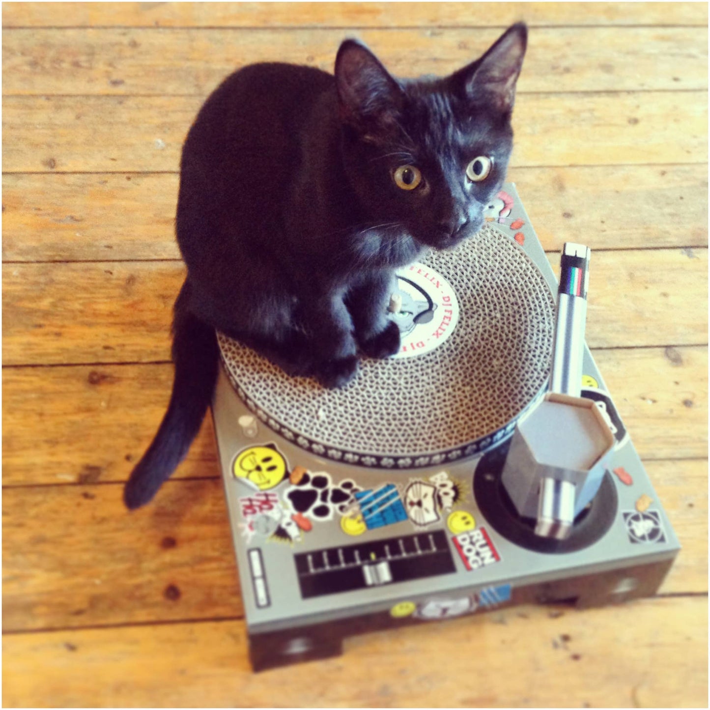 Cat scratch DJ decks